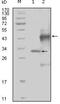 Sek1 antibody, MA5-15414, Invitrogen Antibodies, Western Blot image 