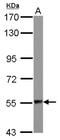 Aspartyl-TRNA Synthetase antibody, NBP2-16101, Novus Biologicals, Western Blot image 