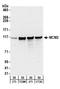 Minichromosome Maintenance Complex Component 2 antibody, A300-122A, Bethyl Labs, Western Blot image 