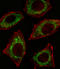 Aldehyde dehydrogenase, mitochondrial antibody, LS-B3390, Lifespan Biosciences, Immunofluorescence image 