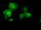 AKT Serine/Threonine Kinase 2 antibody, TA500814, Origene, Immunofluorescence image 