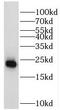 Mitochondrial Ribosomal Protein S18A antibody, FNab05349, FineTest, Western Blot image 
