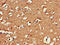 Growth arrest-specific protein 7 antibody, LS-C678037, Lifespan Biosciences, Immunohistochemistry paraffin image 