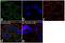 Eukaryotic Translation Initiation Factor 4A1 antibody, 711505, Invitrogen Antibodies, Immunocytochemistry image 