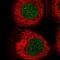Centromere Protein B antibody, NBP2-58179, Novus Biologicals, Immunofluorescence image 