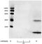 Heparin-binding growth factor 1 antibody, LS-C203101, Lifespan Biosciences, Western Blot image 