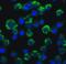 TRAF3 Interacting Protein 2 antibody, 2501, ProSci, Immunofluorescence image 