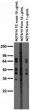 Synaptotagmin-7 antibody, 73-265, Antibodies Incorporated, Western Blot image 