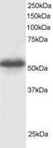G Protein Pathway Suppressor 1 antibody, PA1-31899, Invitrogen Antibodies, Western Blot image 