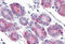 Dual Specificity Phosphatase 26 antibody, MBS242758, MyBioSource, Immunohistochemistry frozen image 