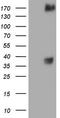 c-met antibody, LS-C339404, Lifespan Biosciences, Western Blot image 