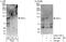 Enhancer Of Polycomb Homolog 1 antibody, A303-110A, Bethyl Labs, Immunoprecipitation image 