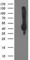 Neuraminidase 2 antibody, CF503332, Origene, Western Blot image 