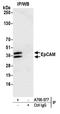 Epithelial Cell Adhesion Molecule antibody, A700-077, Bethyl Labs, Immunoprecipitation image 