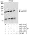 Caspase recruitment domain-containing protein 11 antibody, A302-543A, Bethyl Labs, Immunoprecipitation image 