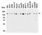 Lysine-specific demethylase 6B antibody, A01309, Boster Biological Technology, Western Blot image 