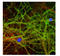 Growth Associated Protein 43 antibody, AP32844PU-N, Origene, Immunofluorescence image 