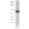 HDJ1 antibody, SMC-150C, StressMarq, Western Blot image 