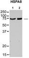 Heat Shock Protein Family A (Hsp70) Member 8 antibody, TA346659, Origene, Western Blot image 