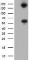 Butyrophilin Subfamily 1 Member A1 antibody, TA501537S, Origene, Western Blot image 