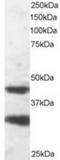 PAFAH1B1 antibody, TA302796, Origene, Western Blot image 