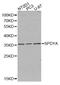Speedy protein A antibody, abx001765, Abbexa, Western Blot image 