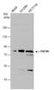 ASE-1 antibody, NBP2-43592, Novus Biologicals, Western Blot image 