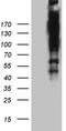 AT-Rich Interaction Domain 1A antibody, TA806410S, Origene, Western Blot image 