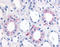 Epoxide Hydrolase 2 antibody, TA341174, Origene, Immunohistochemistry paraffin image 