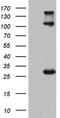 VSIG3 antibody, TA803775, Origene, Western Blot image 