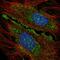 Shisa Like 1 antibody, HPA051178, Atlas Antibodies, Immunofluorescence image 