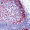 PTTG1 Regulator Of Sister Chromatid Separation, Securin antibody, LS-C87799, Lifespan Biosciences, Immunohistochemistry frozen image 
