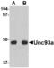 Unc-93 Homolog A antibody, LS-C53120, Lifespan Biosciences, Western Blot image 