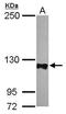 Protein Tyrosine Phosphatase Non-Receptor Type 12 antibody, GTX102542, GeneTex, Western Blot image 
