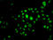 Homeobox protein Hox-B7 antibody, STJ29005, St John