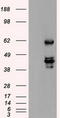 Small RNA Binding Exonuclease Protection Factor La antibody, TA500406, Origene, Western Blot image 