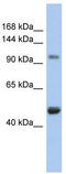 RB Transcriptional Corepressor Like 1 antibody, TA330042, Origene, Western Blot image 