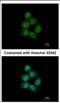Serrate, RNA Effector Molecule antibody, NBP2-15473, Novus Biologicals, Immunocytochemistry image 