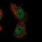 Metal Regulatory Transcription Factor 1 antibody, NBP1-86379, Novus Biologicals, Immunofluorescence image 