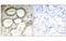 NFKB Inhibitor Epsilon antibody, MBS835044, MyBioSource, Immunohistochemistry frozen image 