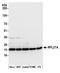 Ribosomal Protein L27a antibody, A305-380A, Bethyl Labs, Western Blot image 