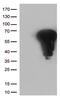 Fos Proto-Oncogene, AP-1 Transcription Factor Subunit antibody, TA806864, Origene, Western Blot image 