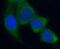 Acetyl-CoA Carboxylase Alpha antibody, FNab00077, FineTest, Immunofluorescence image 