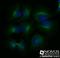 alpha-Tubulin antibody, NB100-690, Novus Biologicals, Immunocytochemistry image 