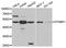 Dystrobrevin Binding Protein 1 antibody, MBS127516, MyBioSource, Western Blot image 