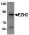 Enhancer Of Zeste 2 Polycomb Repressive Complex 2 Subunit antibody, LS-B7096, Lifespan Biosciences, Western Blot image 