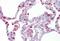 Hematopoietic Prostaglandin D Synthase antibody, NBP1-54625, Novus Biologicals, Immunohistochemistry frozen image 