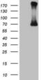  antibody, LS-C339759, Lifespan Biosciences, Western Blot image 