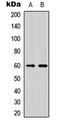 NFIL3 antibody, LS-C356218, Lifespan Biosciences, Western Blot image 