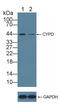 Cyclophilin D antibody, LS-C293606, Lifespan Biosciences, Western Blot image 